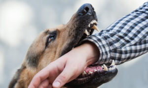 Why Choose Stanley Personal Injury Lawyers for Help After a Dog Bite in North Myrtle Beach